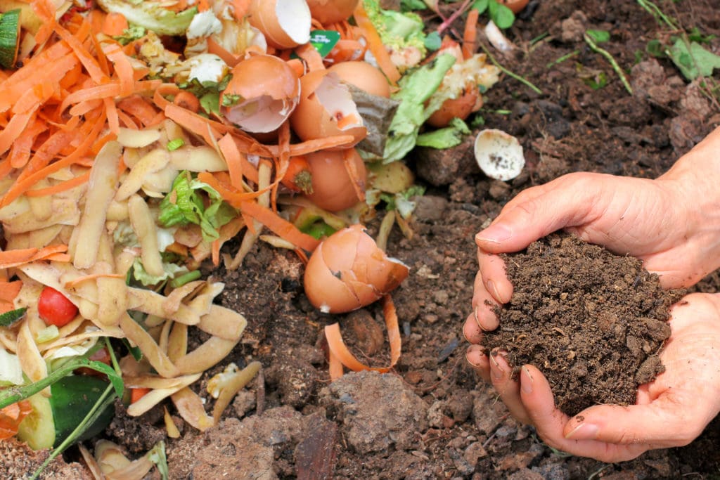 From Waste to Worth: How Food Scraps Are Becoming the Next Green Gold